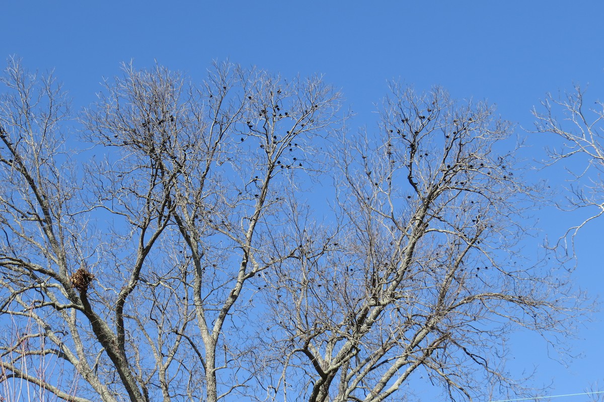 Rusty Blackbird - ML47959441