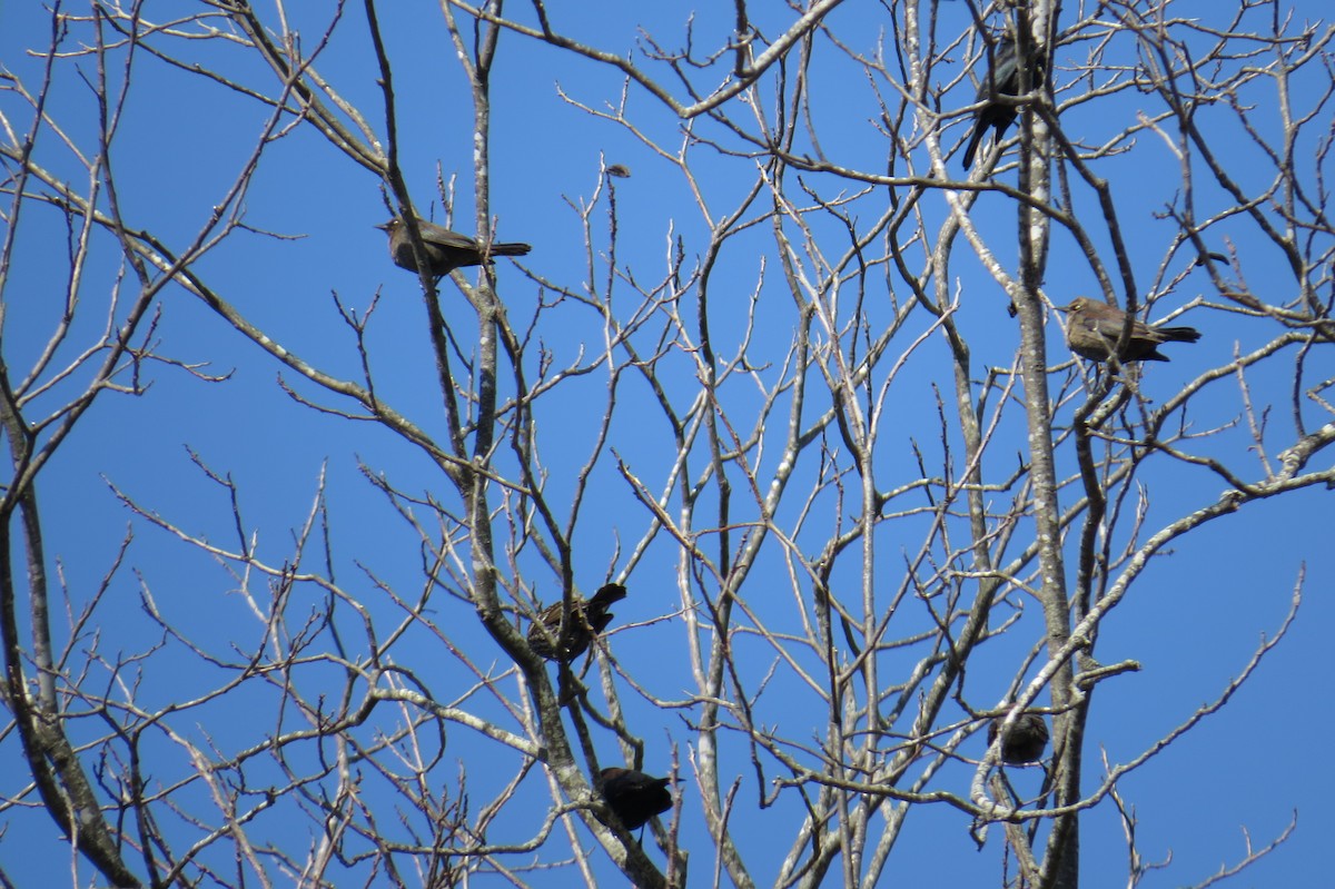 Rusty Blackbird - ML47959451