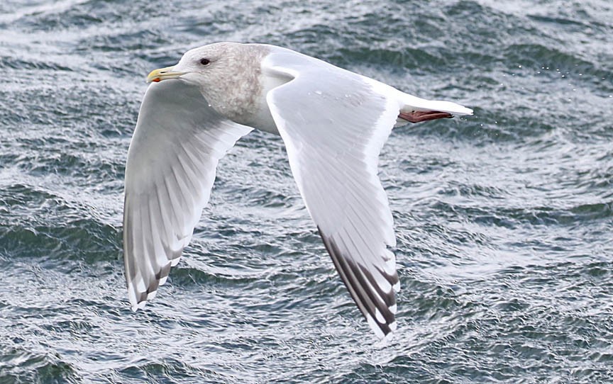 Iceland Gull (Thayer's) - Mark Dennis