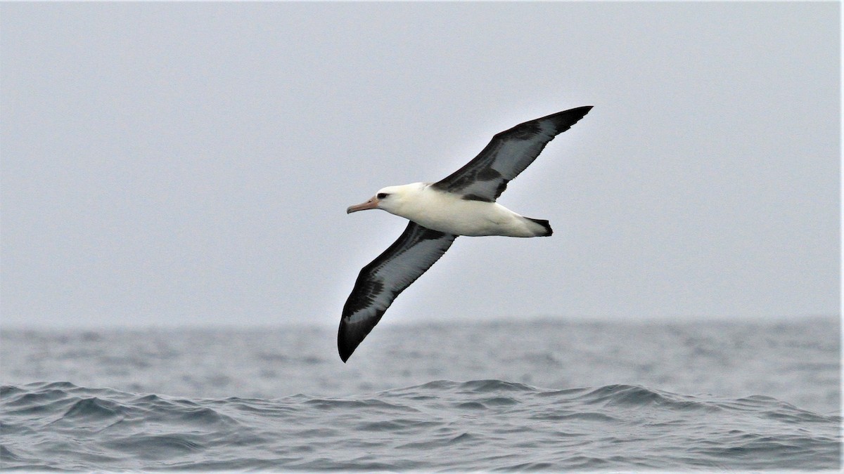 Темноспинный альбатрос - ML479595251