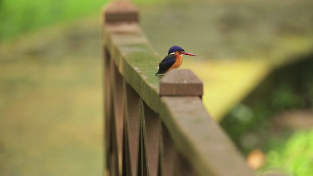 Blue-eared Kingfisher - ML479596