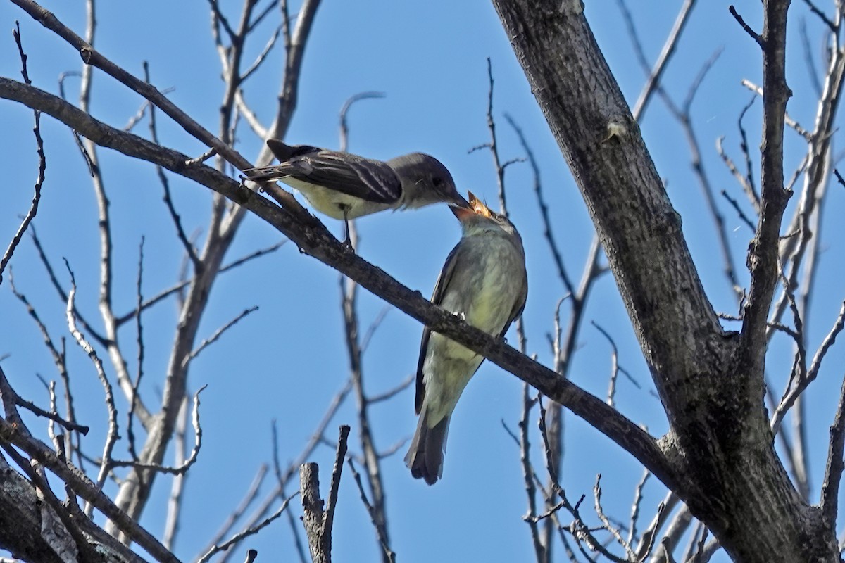 Eastern Wood-Pewee - ML479596091