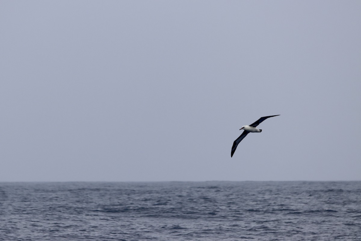 Albatros de Laysan - ML479596381