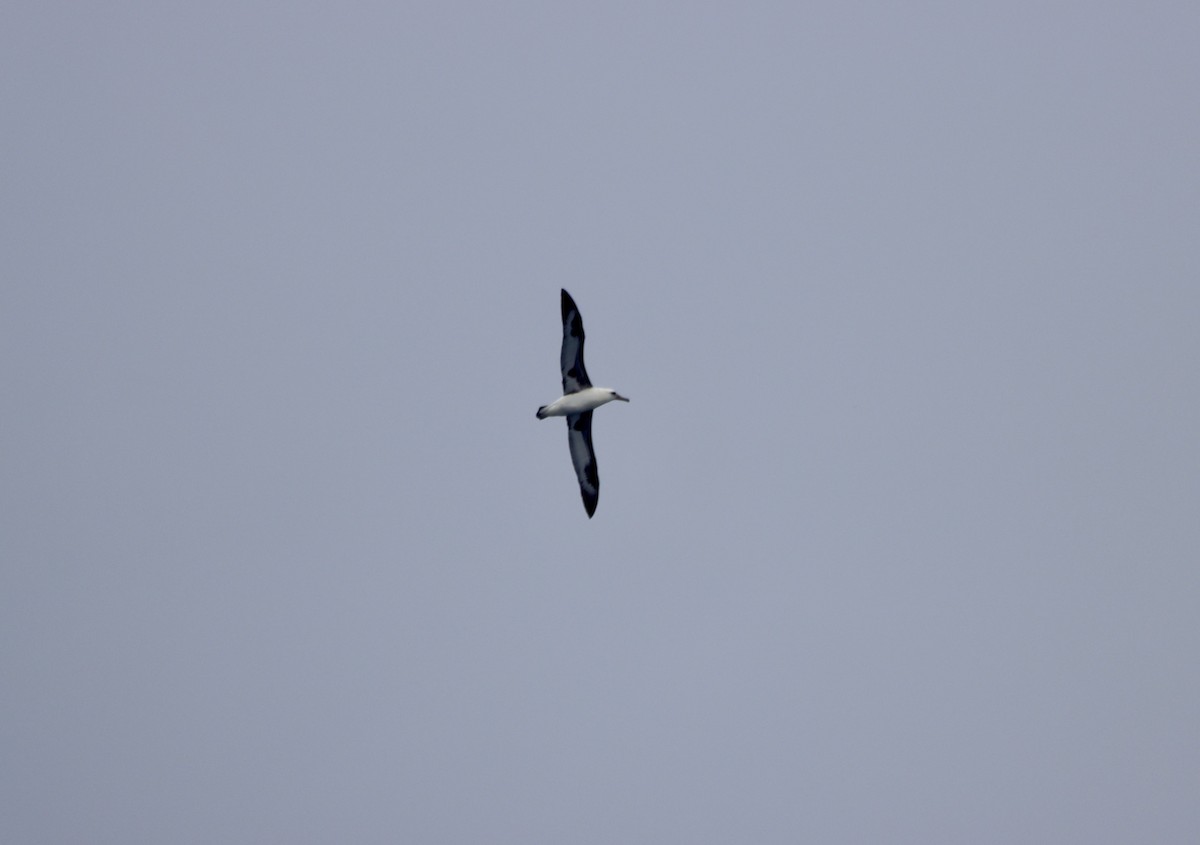 Темноспинный альбатрос - ML479596391