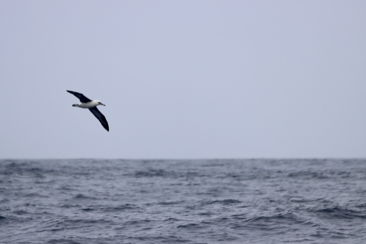 Темноспинный альбатрос - ML479596401