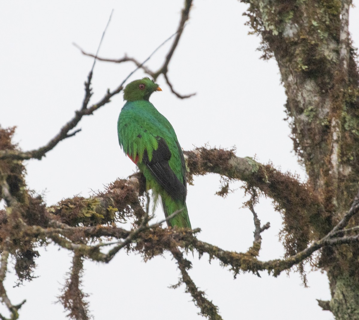 Crested Quetzal - ML479596511
