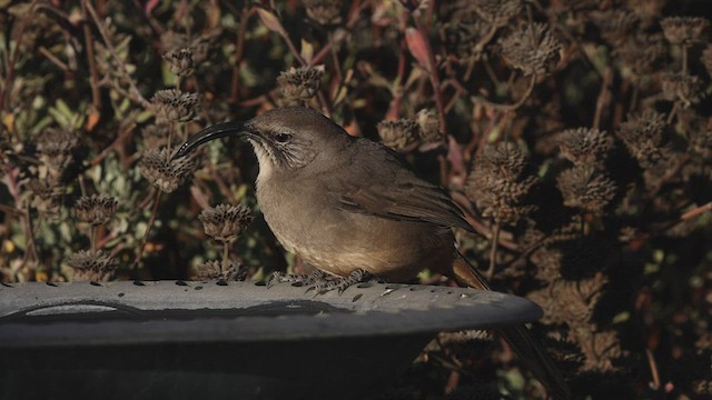 California Thrasher - ML479596771