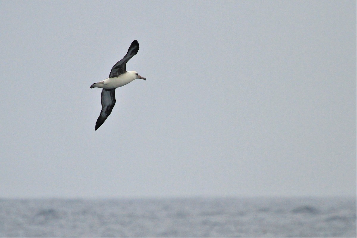 Laysan Albatrosu - ML479596941