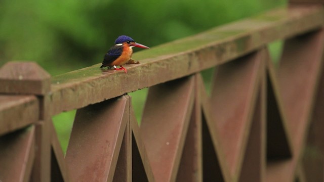 Blue-eared Kingfisher - ML479597