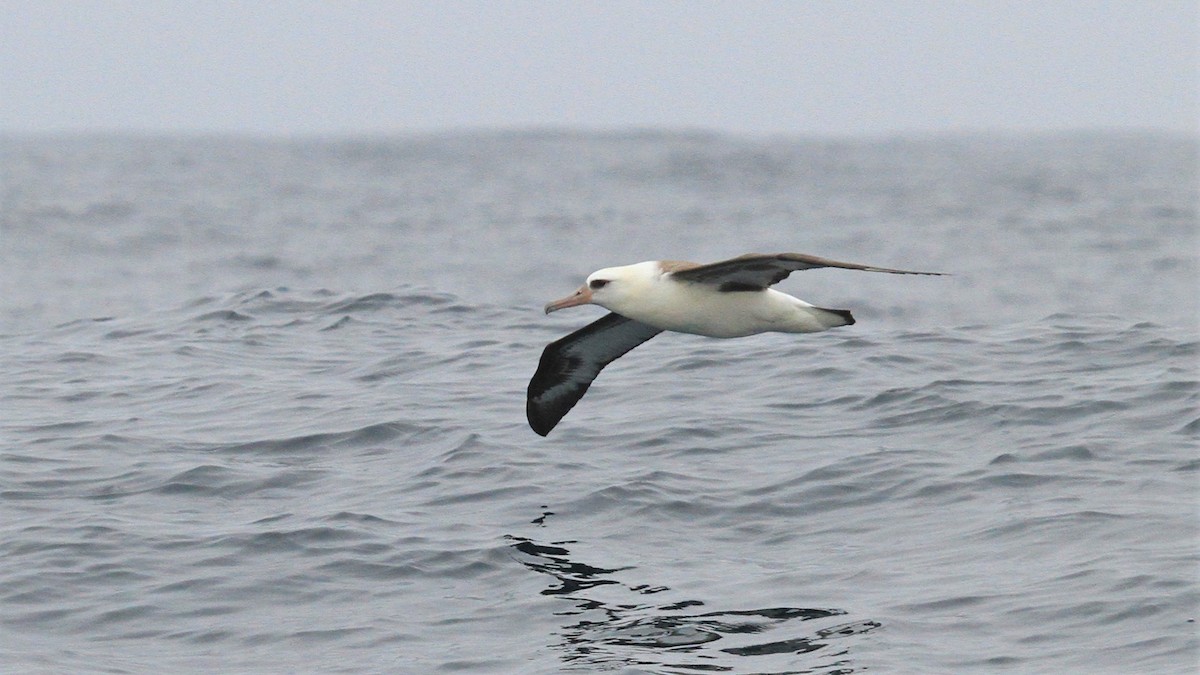 Темноспинный альбатрос - ML479597551
