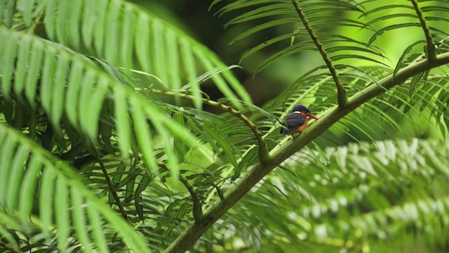 Blue-eared Kingfisher - ML479598