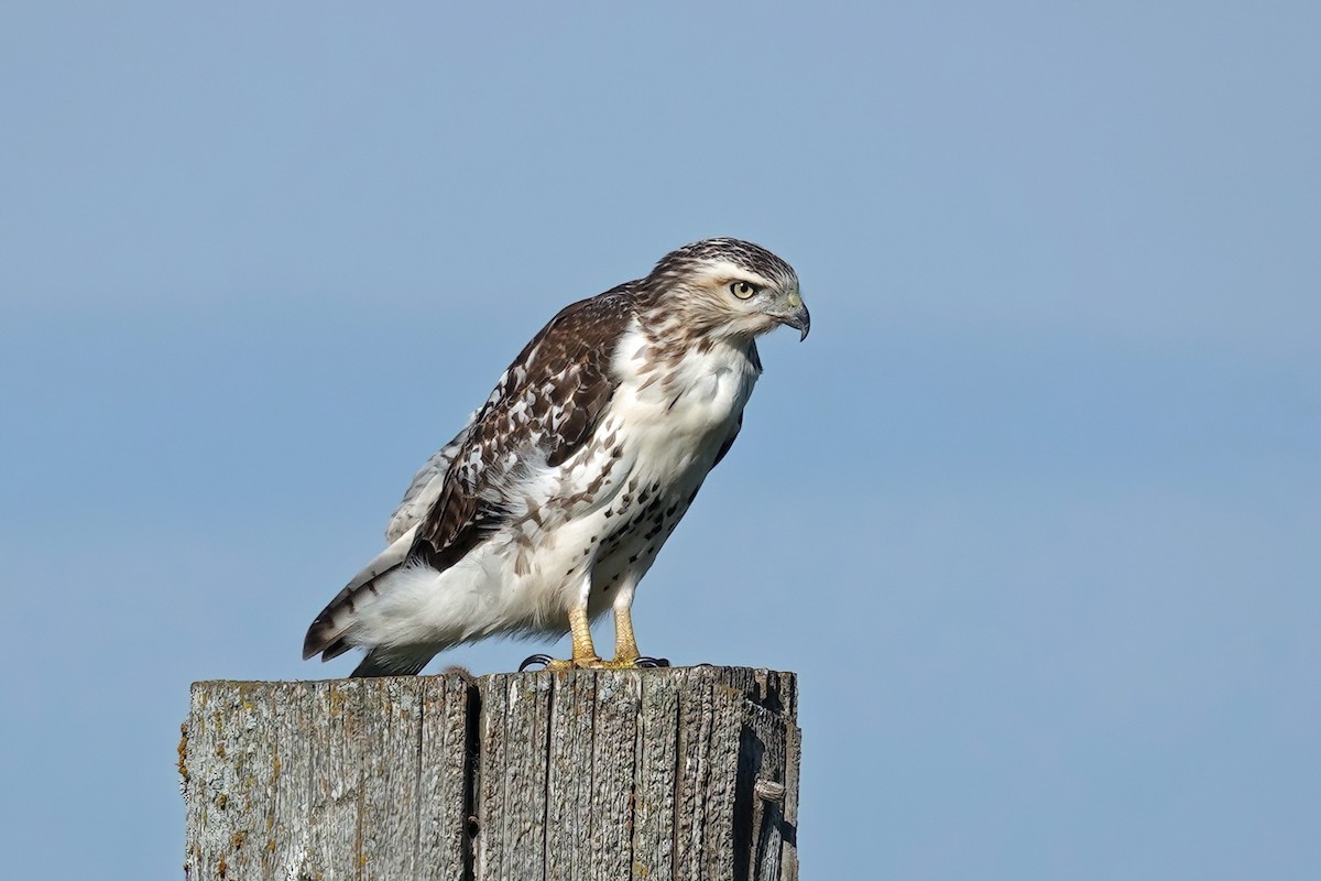 Red-tailed Hawk (borealis) - ML479598801