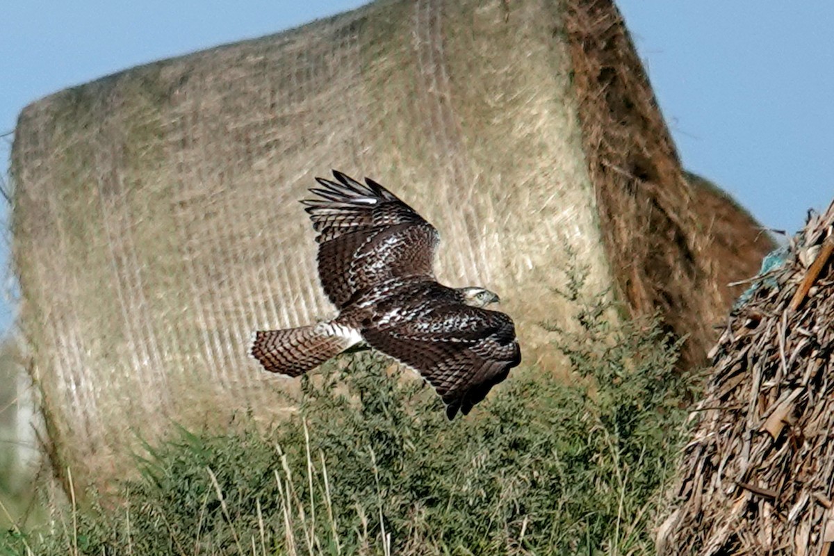 Red-tailed Hawk (borealis) - ML479598811