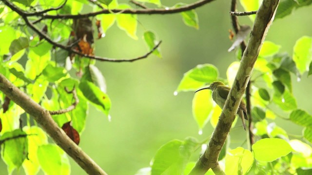 pavoučník čárkoprsý - ML479599