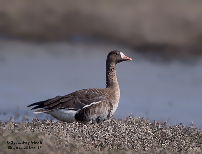 Greater White-fronted Goose - ML47959961