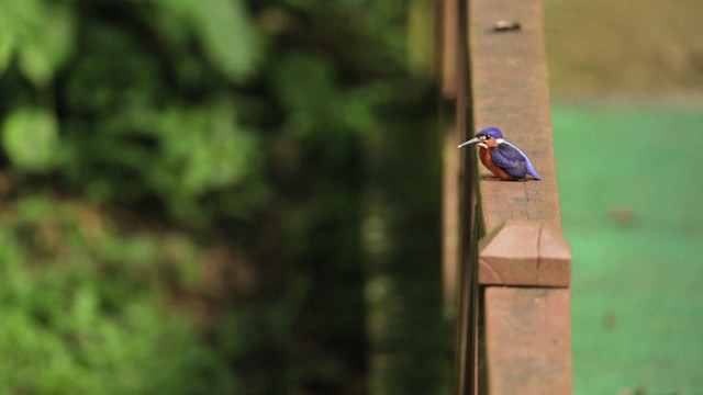 Blue-eared Kingfisher - ML479600