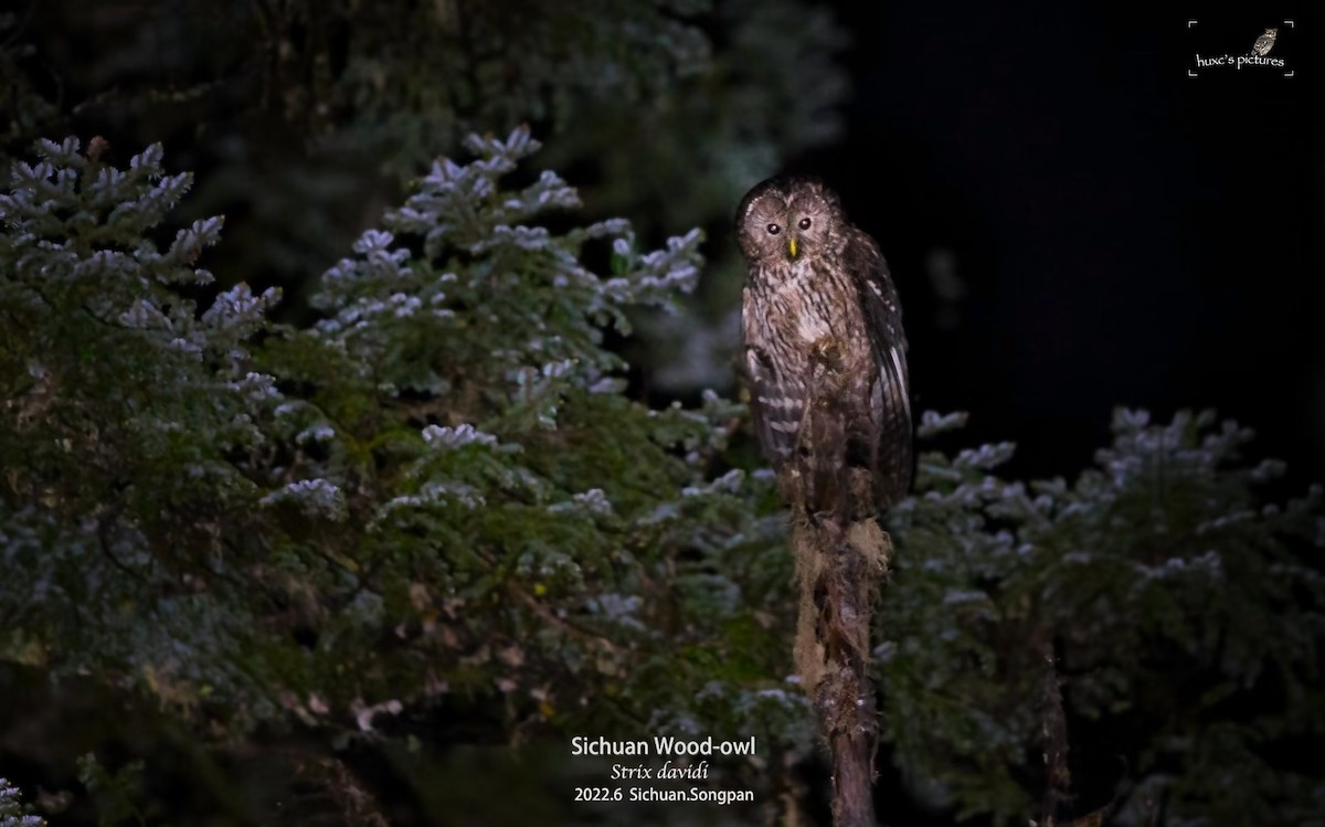 Ural Owl (Pere David's) - ML479600441