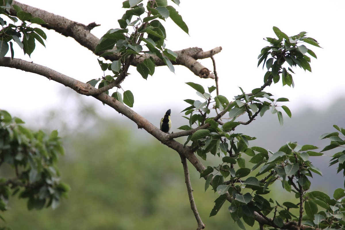 Indian Yellow Tit - ML479602631