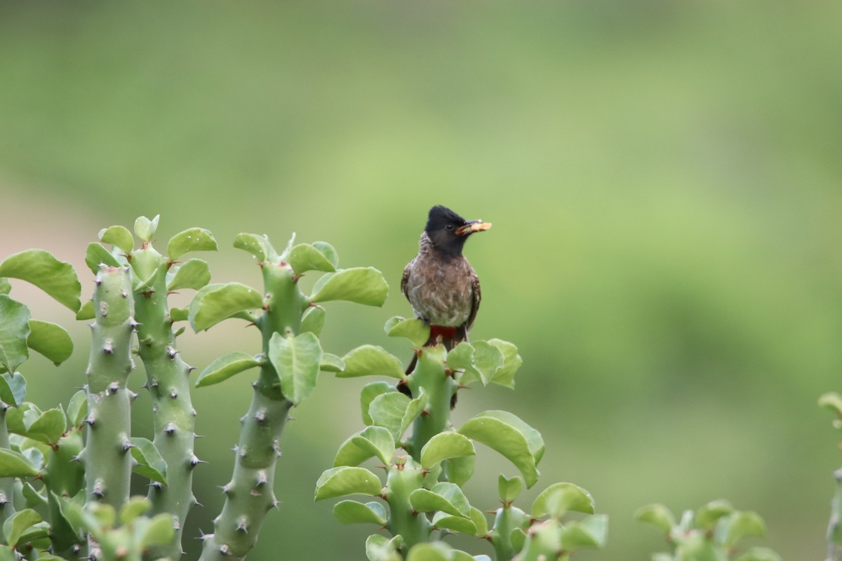 Red-vented Bulbul - ML479602691