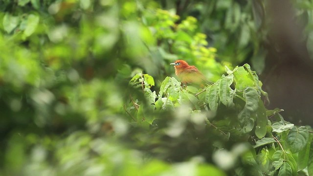 Raffleskuckuck - ML479603