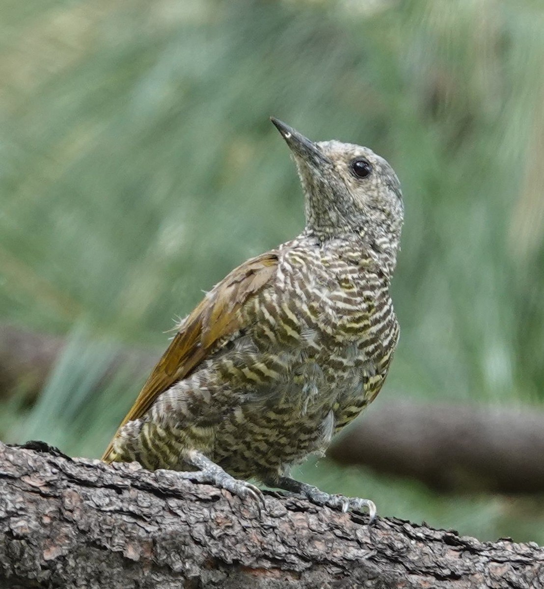 Gray-crowned Woodpecker - ML479603491