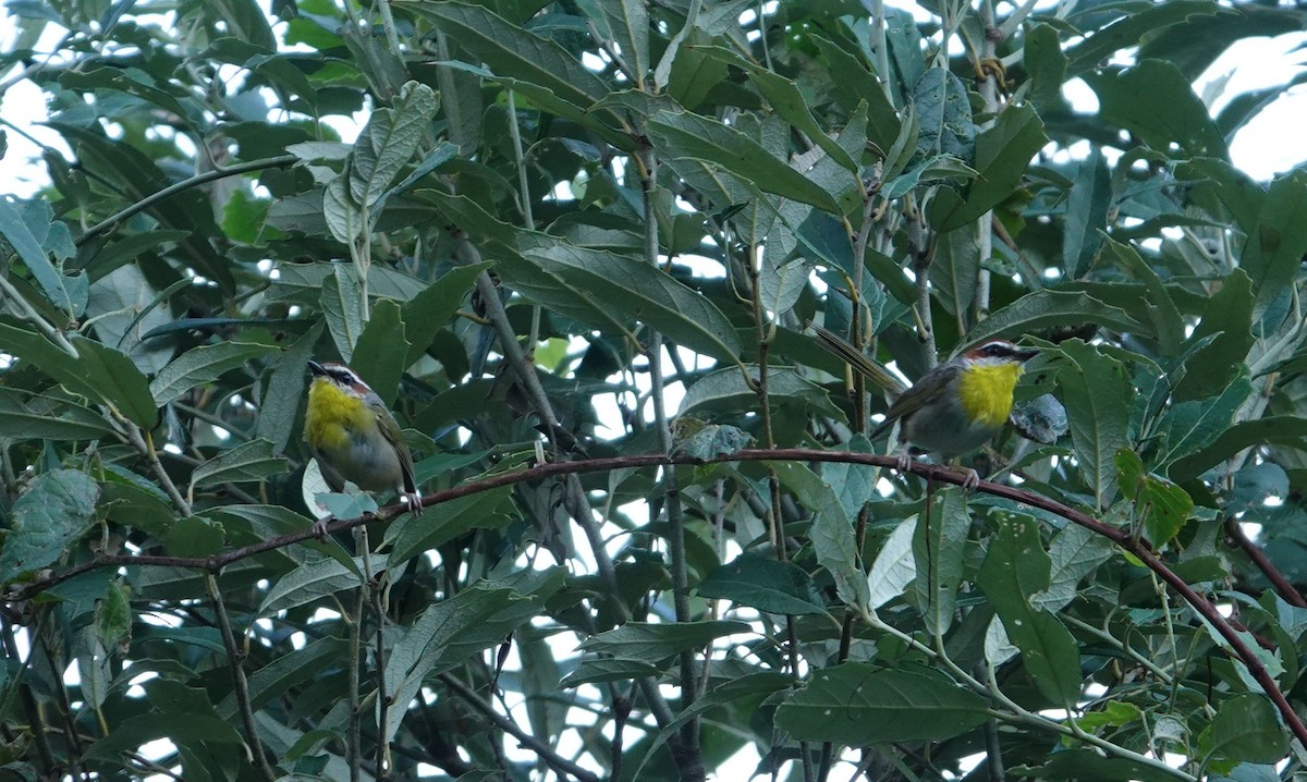 Rufous-capped Warbler - Eric Hough