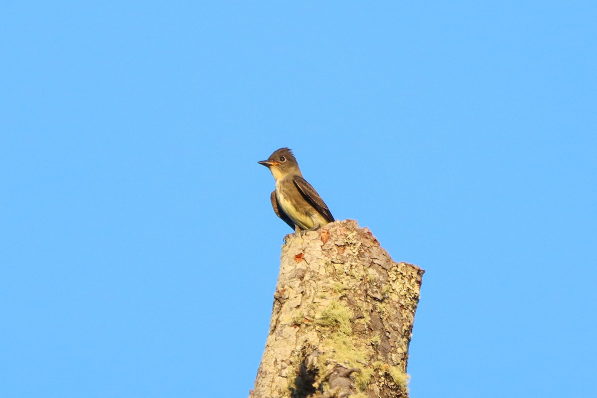 Olive-sided Flycatcher - Madeline Wainscott