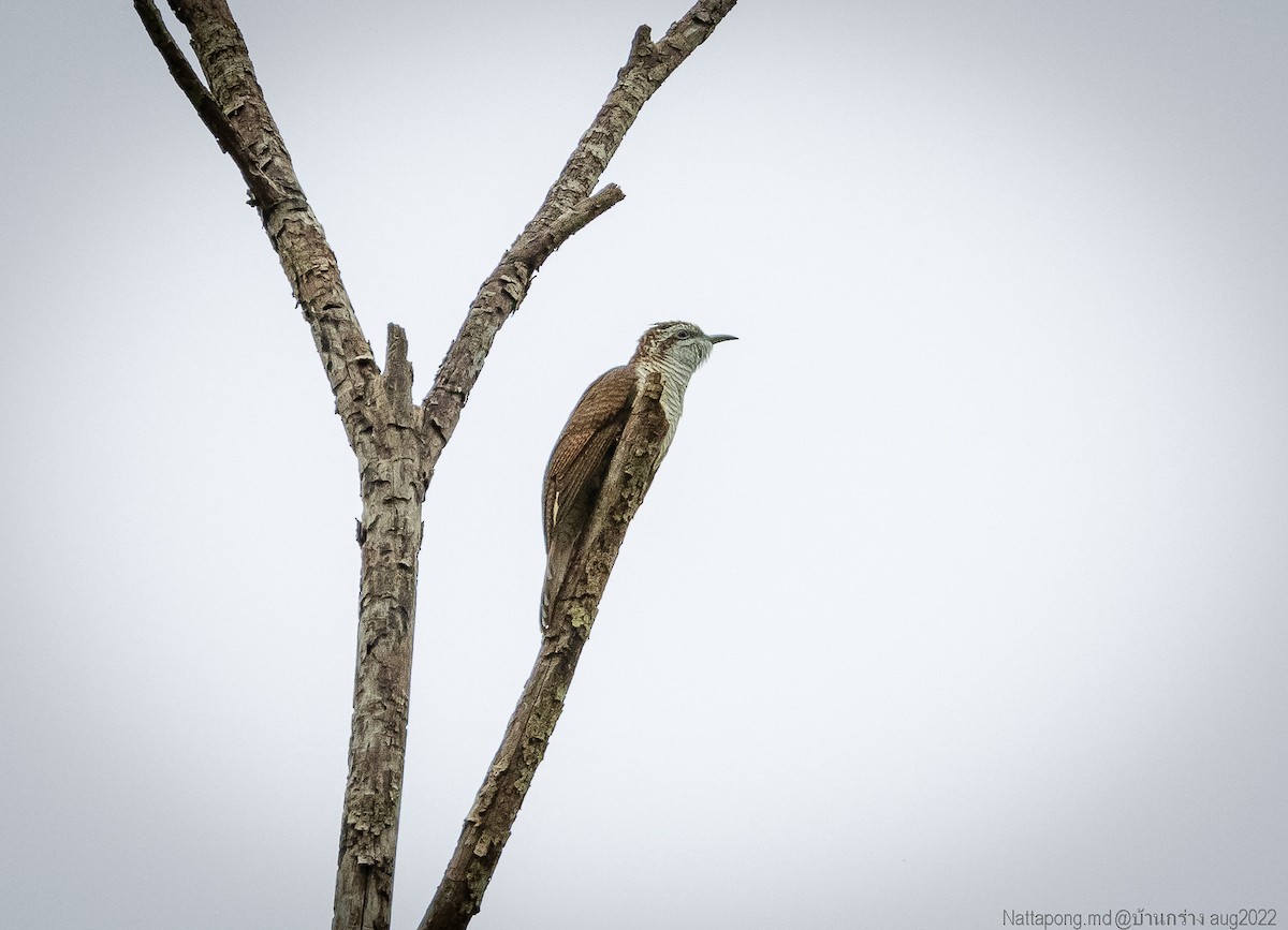 Banded Bay Cuckoo - ML479605261