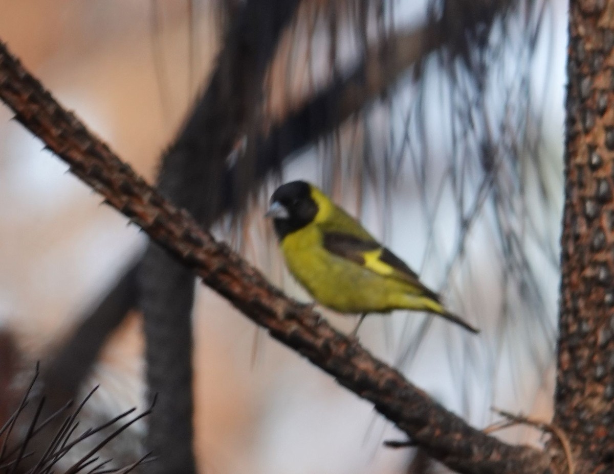 Black-headed Siskin - ML479605701