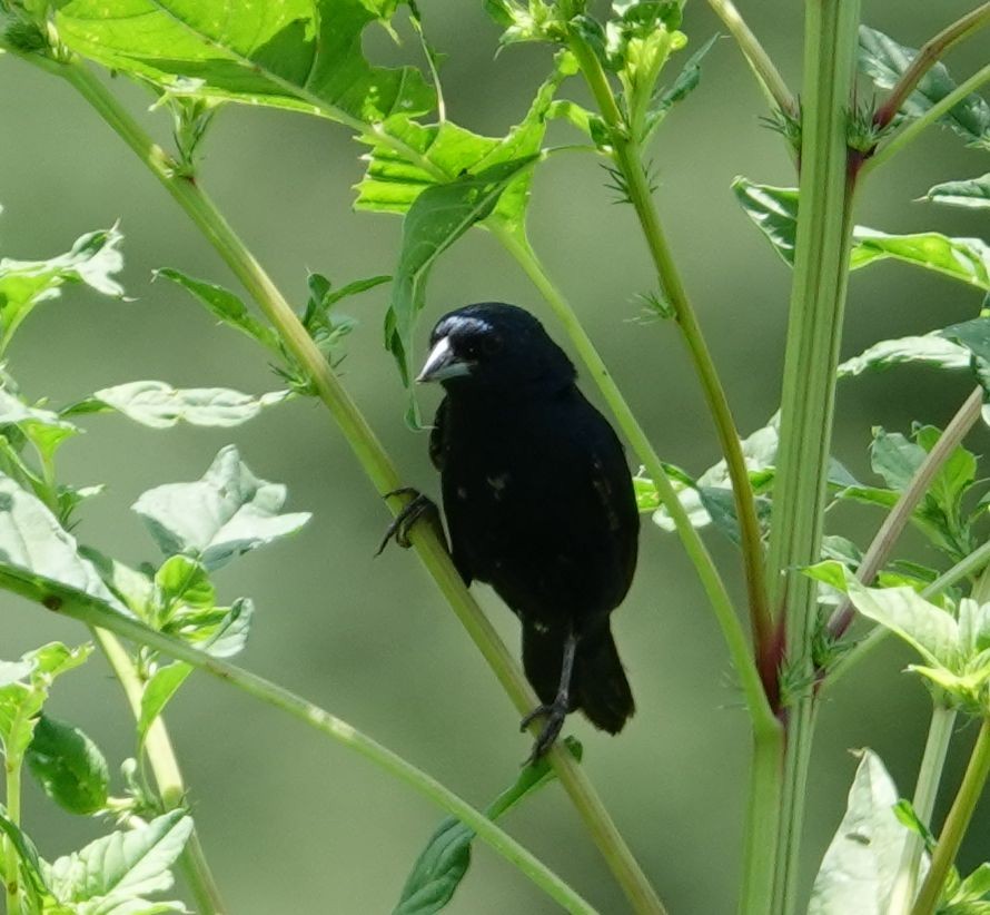 Blue-black Grassquit - ML479606221