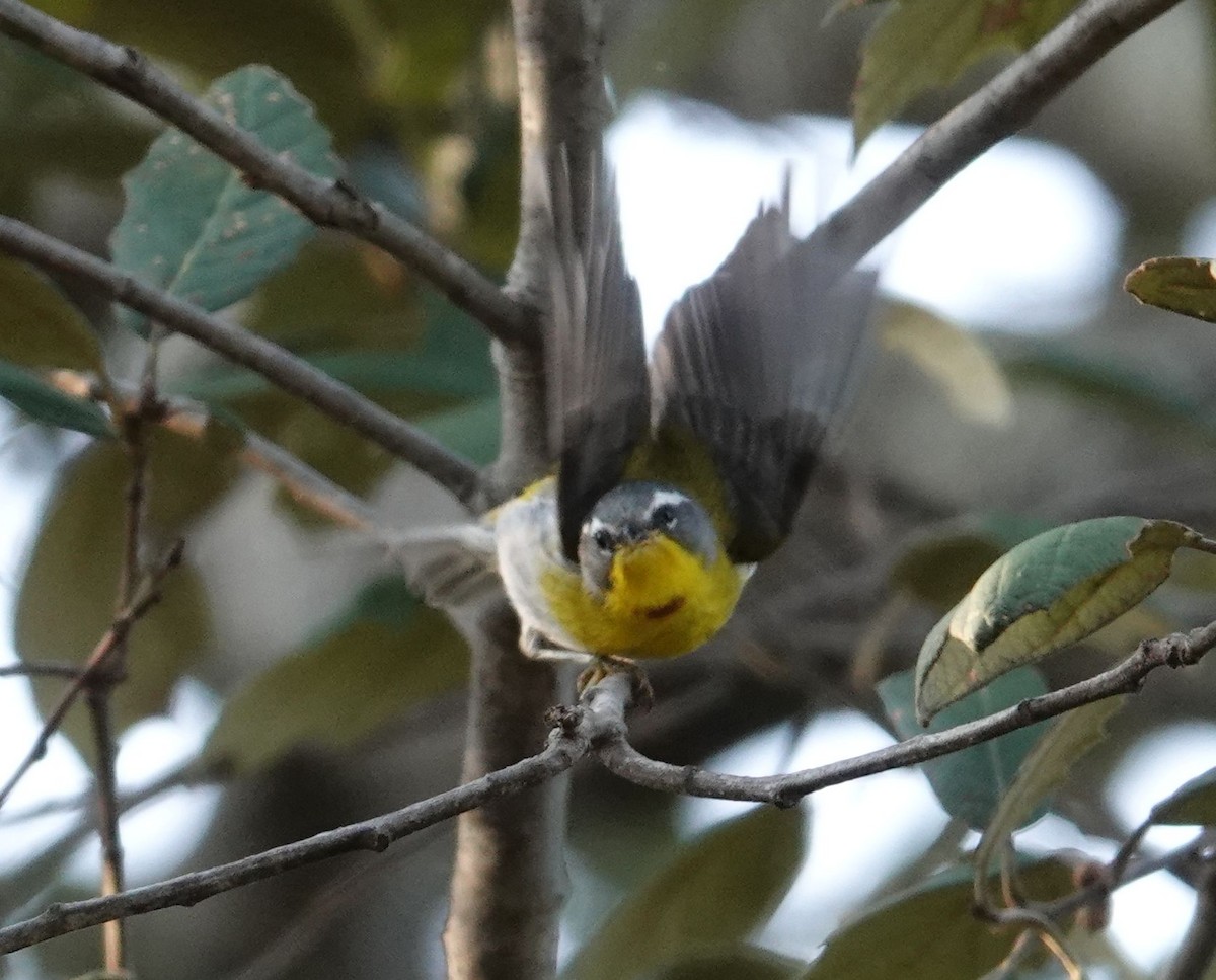 Crescent-chested Warbler - ML479606631