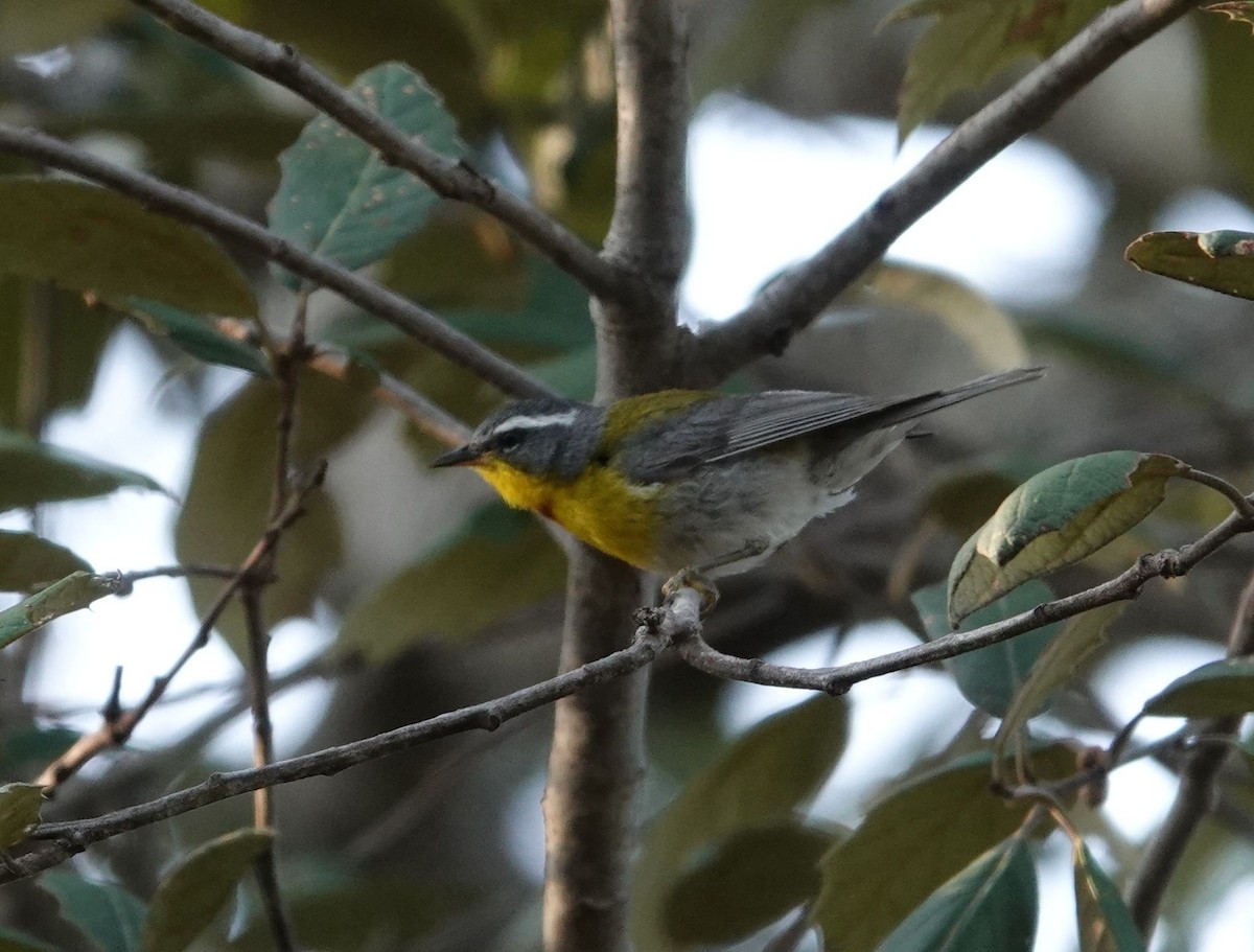 Crescent-chested Warbler - ML479606641