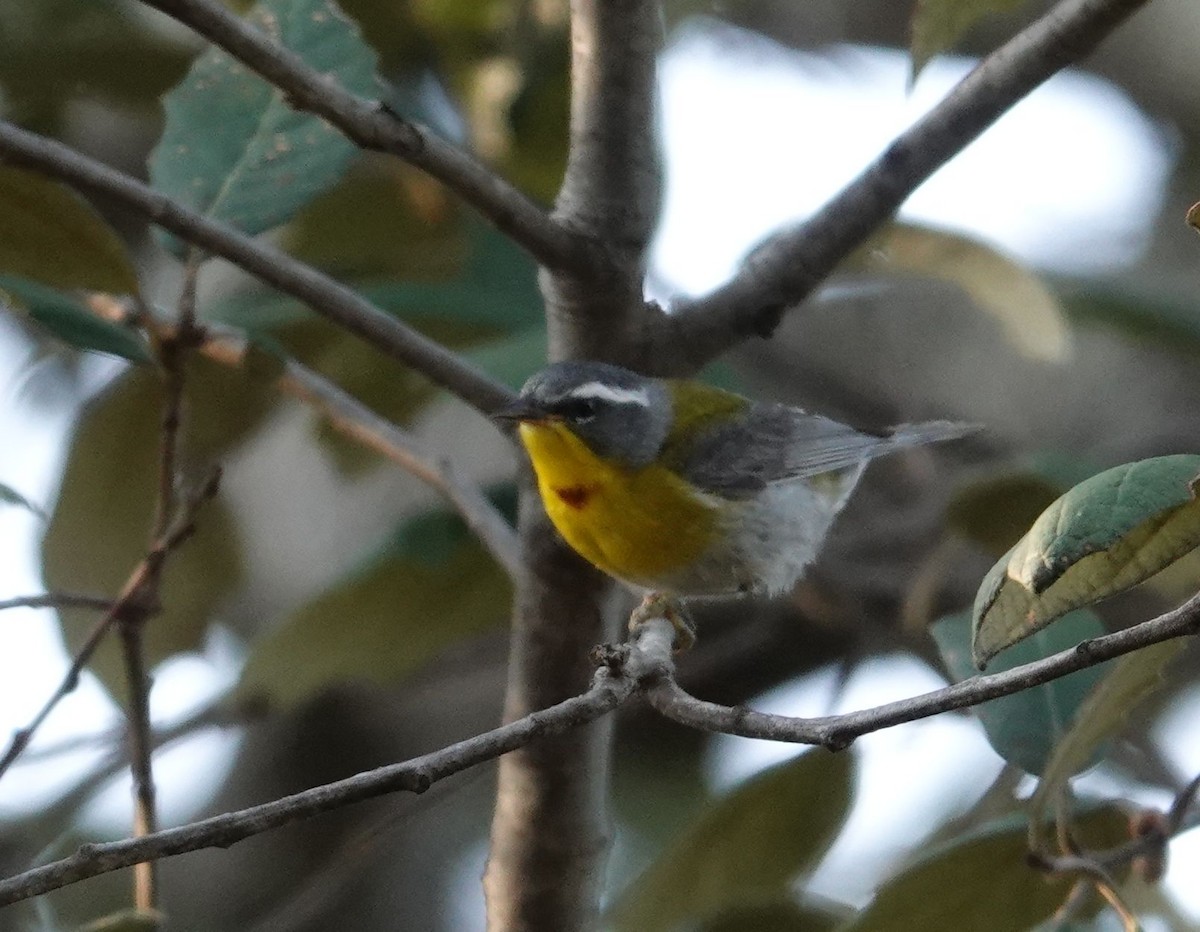 Crescent-chested Warbler - ML479606661