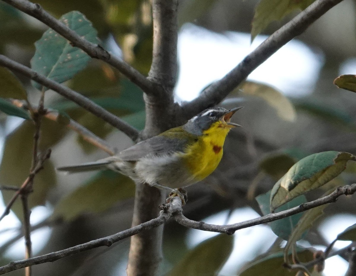 Crescent-chested Warbler - ML479606671