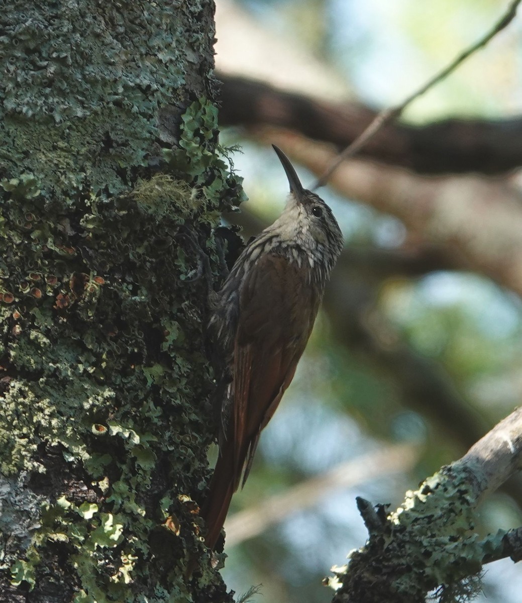 White-striped Woodcreeper - Eric Hough