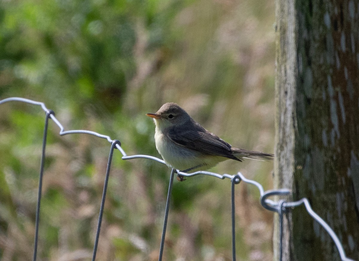Melodious Warbler - ML479608521