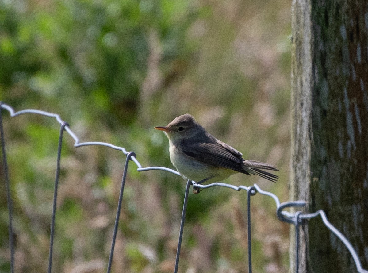 Melodious Warbler - ML479608531