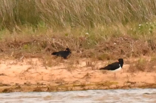 Pied Oystercatcher - Chris Munson