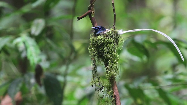 Blyth's Paradise-Flycatcher - ML479611