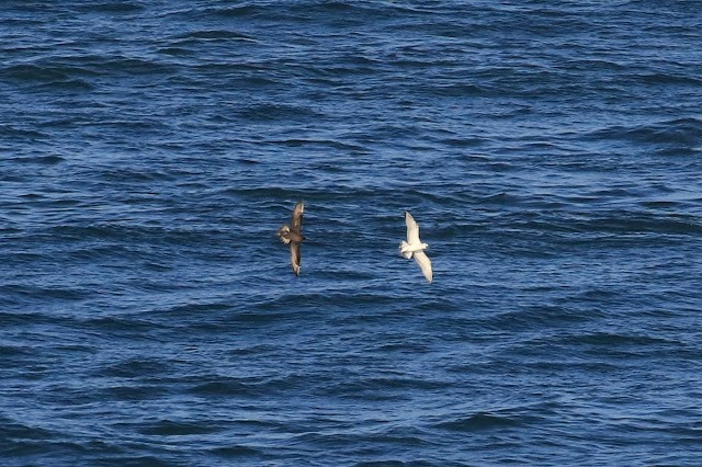 Parasitic Jaeger - ML479611101