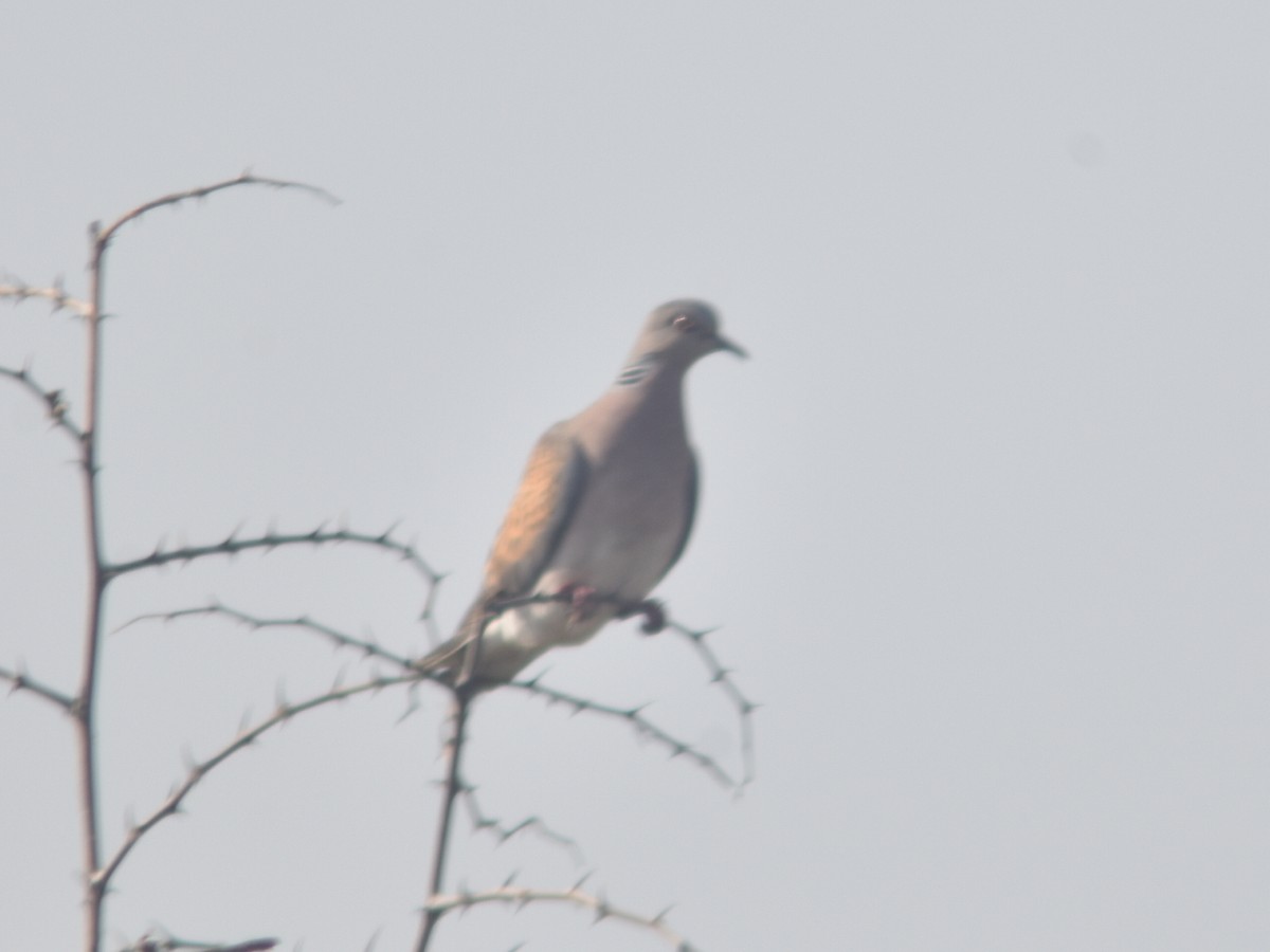 European Turtle-Dove - ML479611381