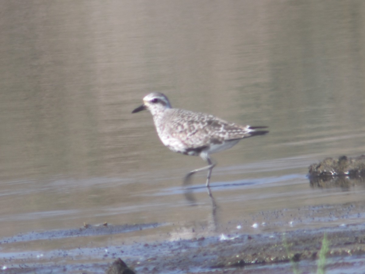 Black-bellied Plover - ML479612231