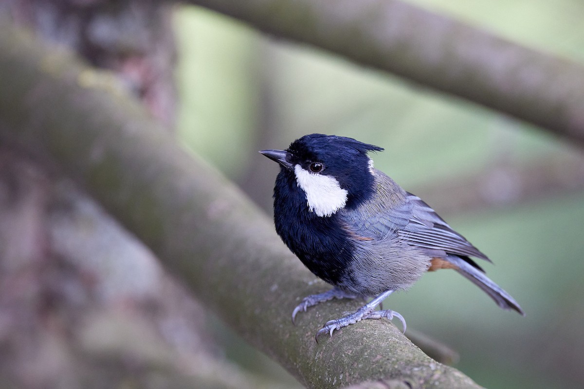 Rufous-naped Tit - ML479612251