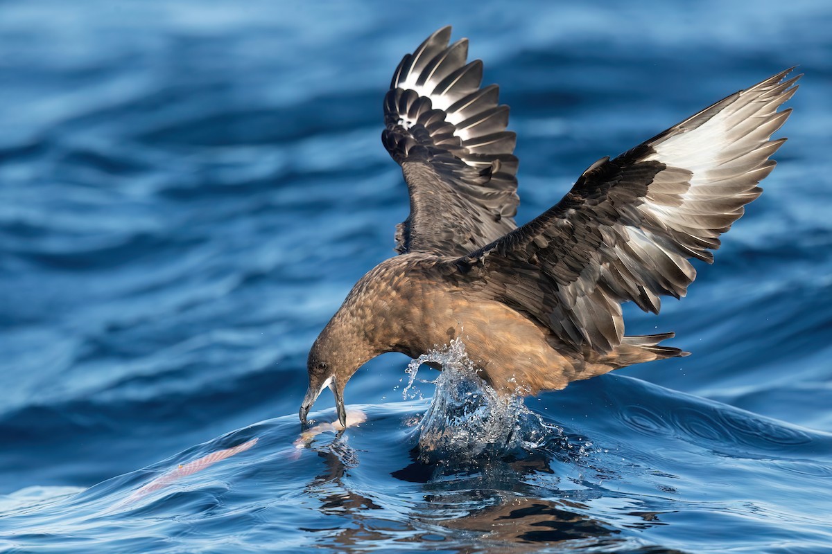 Brown Skua - ML479612601