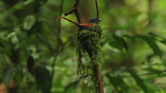 Blyth's Paradise-Flycatcher - ML479613