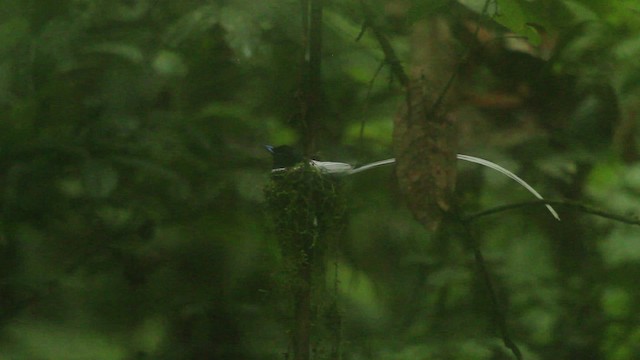 ブライスサンコウチョウ - ML479614