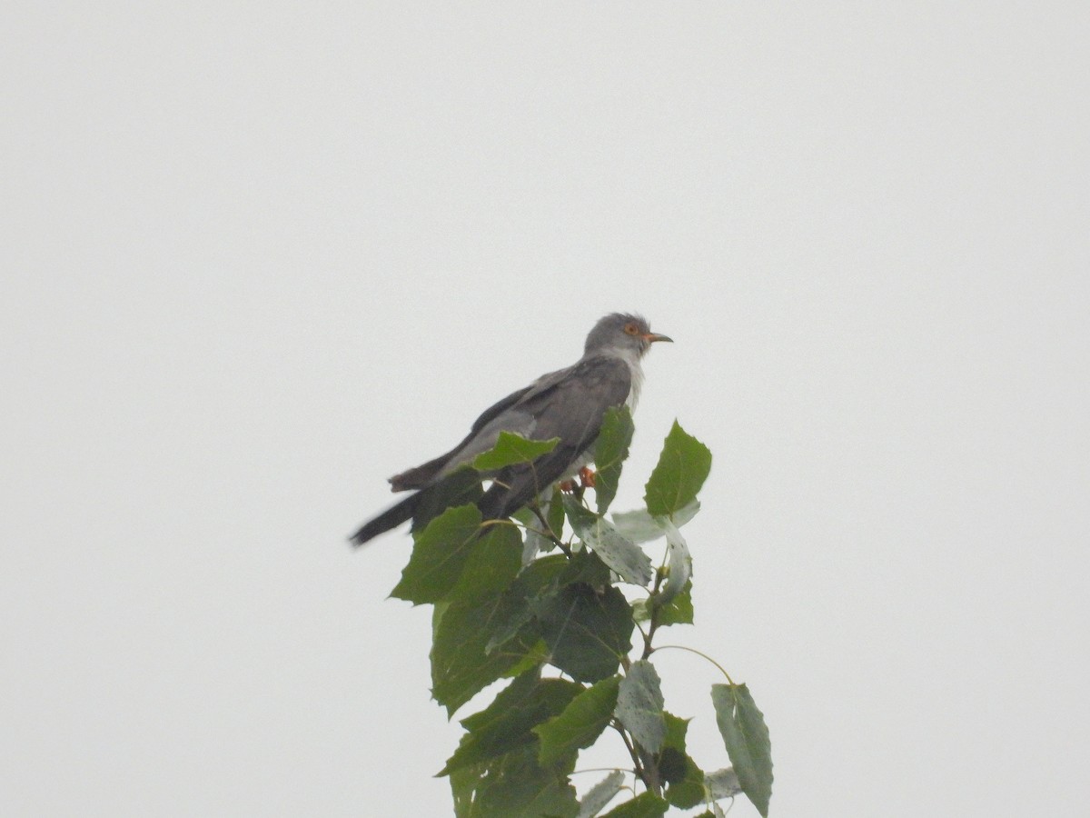 Common Cuckoo - ML479614781