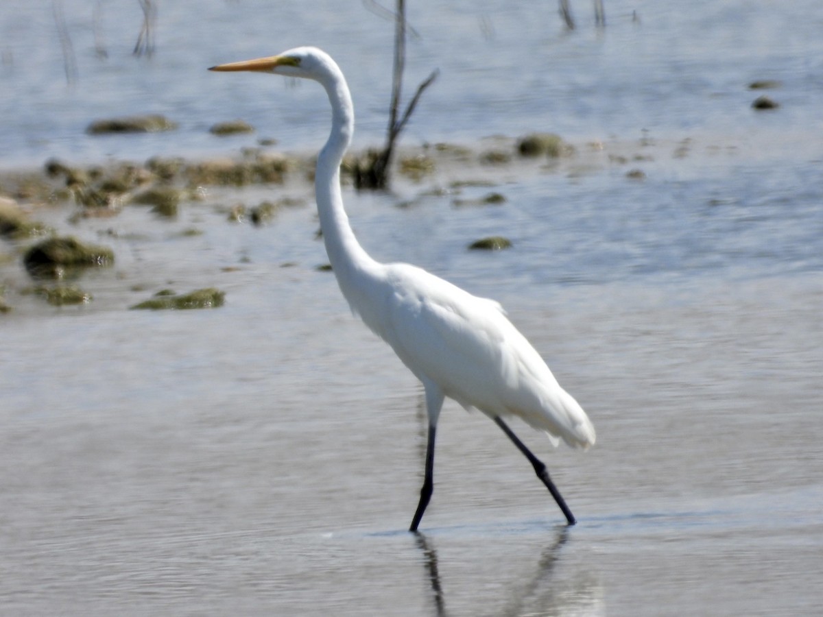 Great Egret - ML479614931