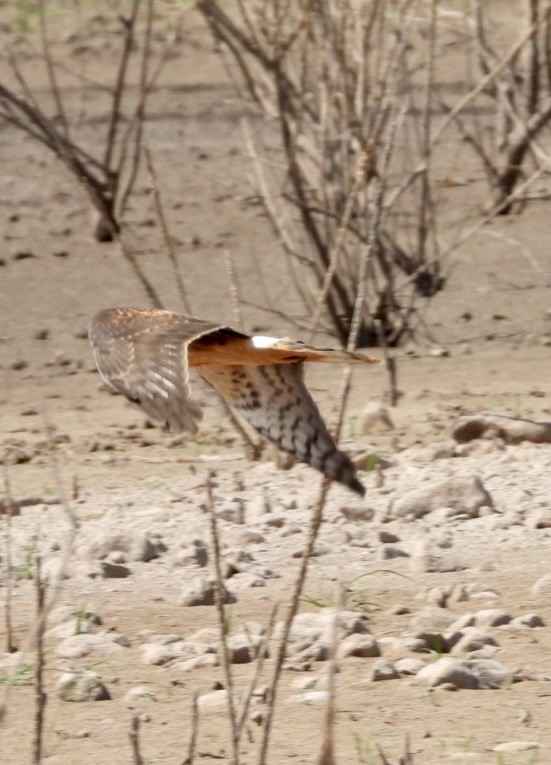 Aguilucho de Hudson - ML479615031