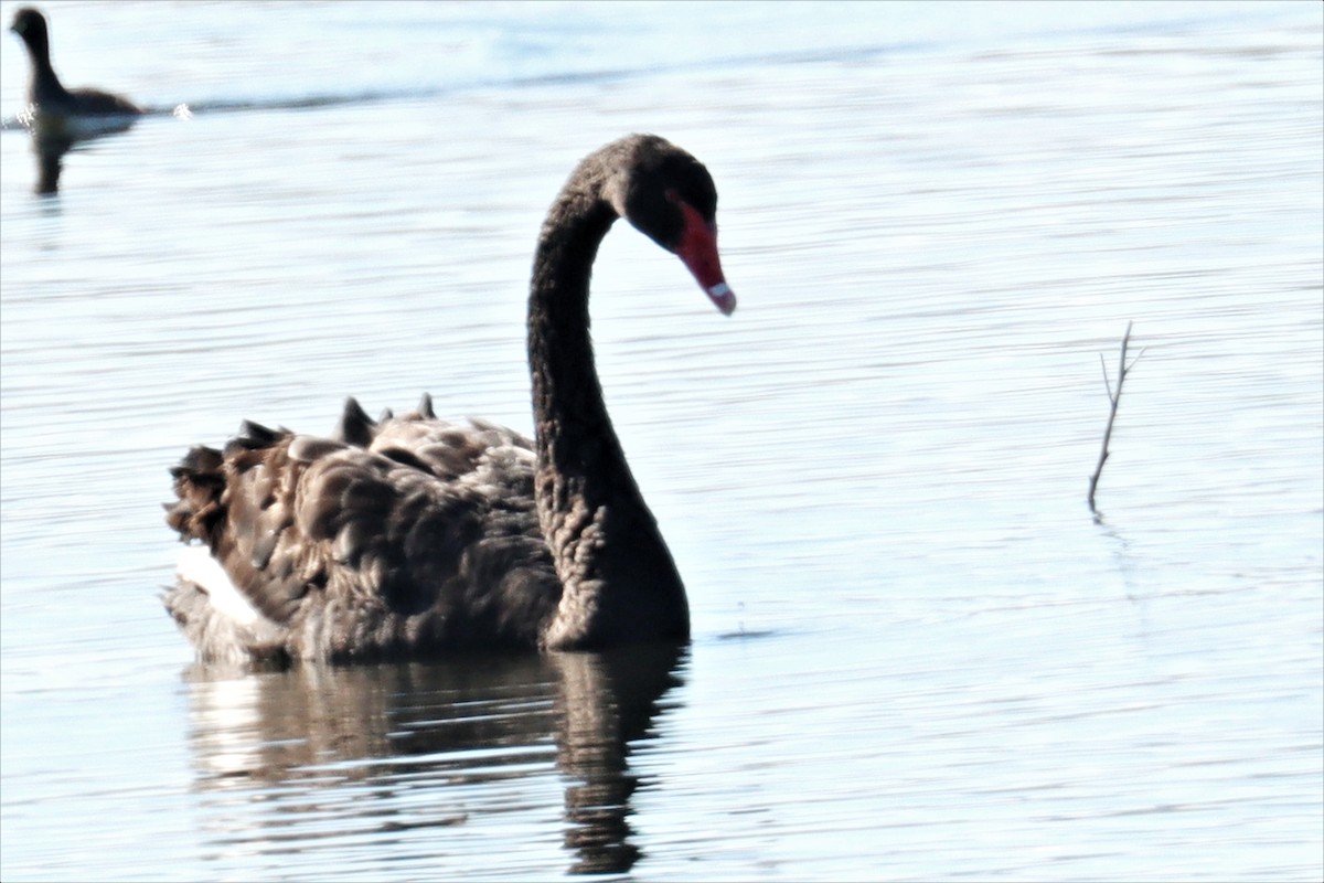 Black Swan - ML479616101
